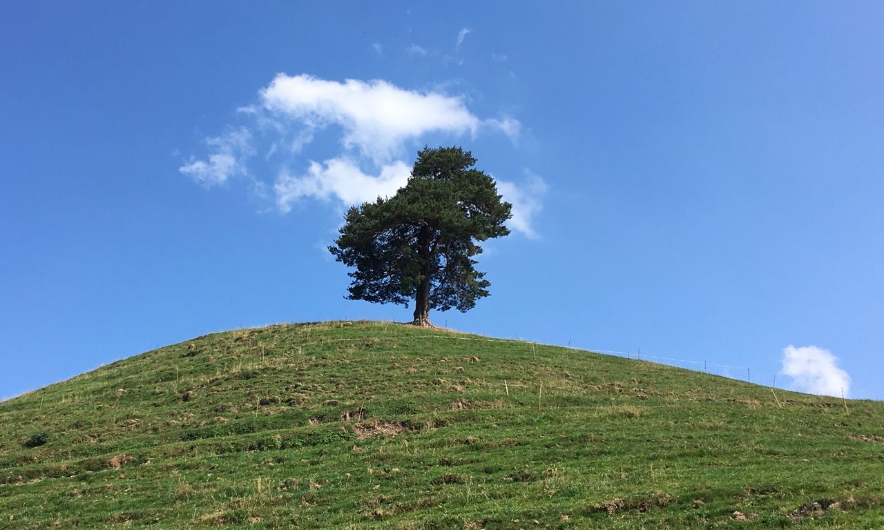 Ein einzelner Baum in der Natur