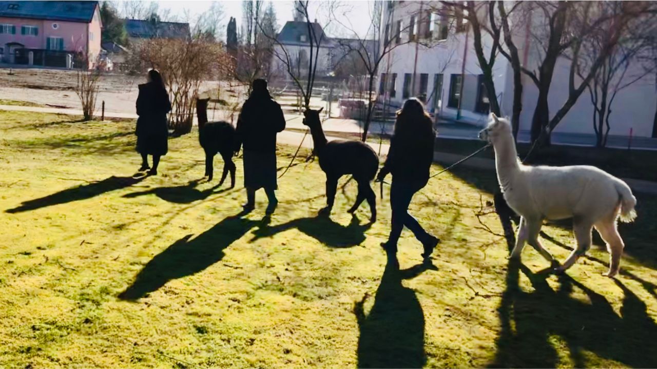 Schwestern mit Lamas